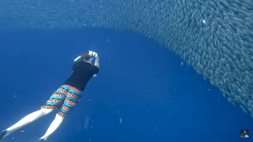Cebu: Oslob Whale Shark and Moalboal Snorkeling Tour - Guides and Safety: What Quality Looks Like Underwater