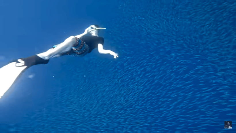 Cebu: Oslob Whale Shark and Moalboal Snorkeling Tour - Responsible Wildlife Viewing: Why the No-Touch Rule Matters