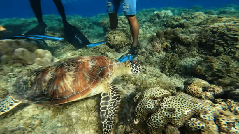 Cebu: Oslob Whale Shark and Moalboal Snorkeling Tour - Price and Value: Is $117 a Fair Deal for a Full Marine Day?