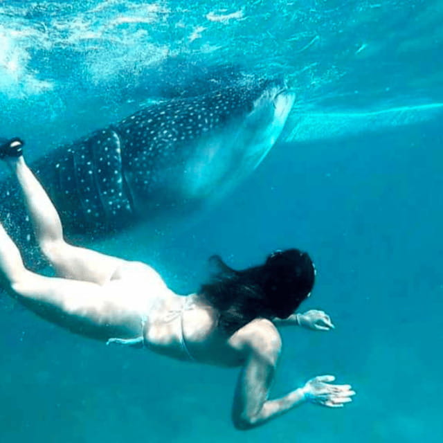 Cebu: Oslob Whale Shark, Sumilon, Ruins, Simala Church - Whale shark time in Oslob: what you should expect