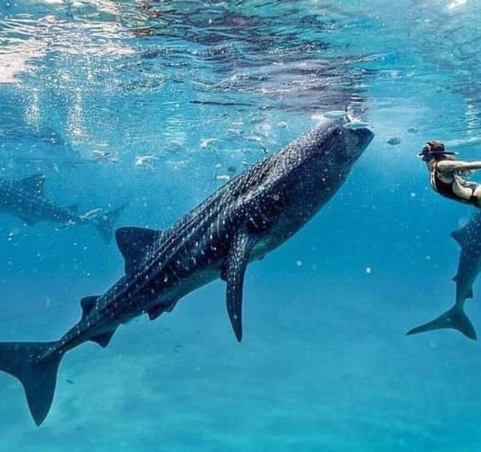 Cebu: Oslob Whale Shark Swim and Sumilon Island Day Tour - Tumalog Falls and the Church Stops: A Faster Pace With Cultural Flavor