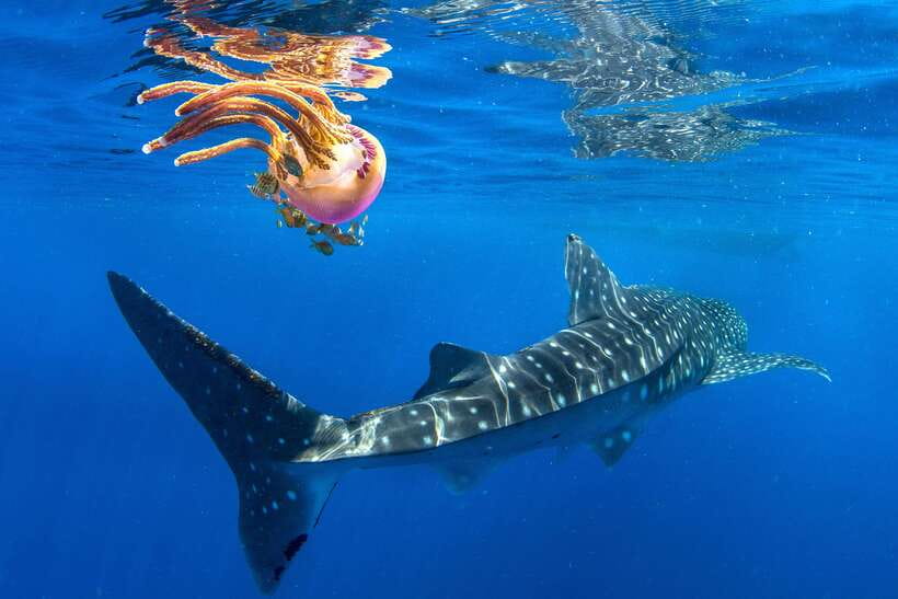 Cebu: Oslob Whale Shark Swim and Sumilon Island Day Tour - Sumilon Island Sandbar and Beach Time: The Best Part to Recover on