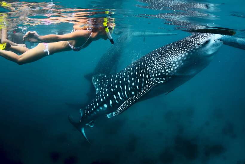 Cebu: Oslob Whale Shark Swimming - Catch the Day Early: Pickup From Cebu City, Mactan, or Mandaue