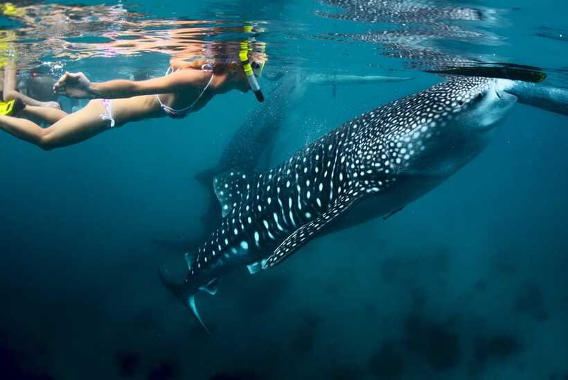 Cebu: Oslob Whale Shark Swimming - Who This Tour Fits Best in Your Cebu Trip