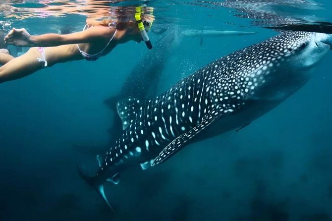 Cebu: Oslob Whale Shark Swimming and Kawasan Falls Canyoneering - The 3:00am start and the long road to Oslob