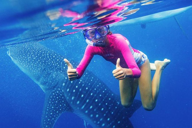 Cebu: Oslob Whale Shark Swimming and Kawasan Falls Canyoneering - Oslob whale shark swim: how it really feels in the water