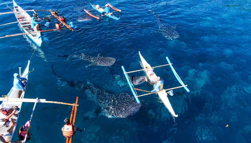 Cebu: Oslob Whale Shark Swimming and Tumalog Falls Tour - Key points before you go