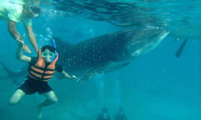 Cebu: Oslob Whale Shark Swimming and Tumalog Falls Tour - Add-ons in southern Cebu: sardine snorkeling and Kawasan canyoneering