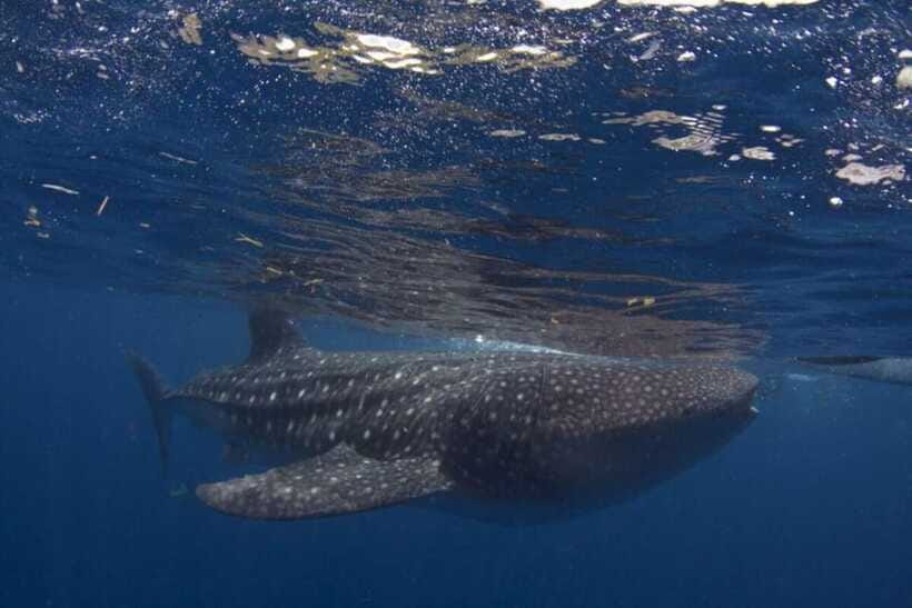 Cebu: Oslob Whale Shark Swimming and Tumalog Falls Tour - Safety and comfort tips that matter more than you think