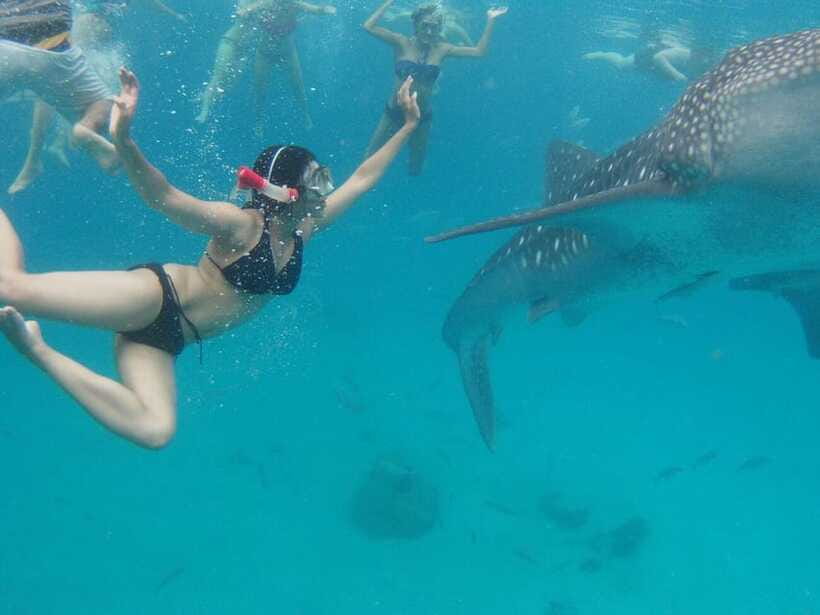 Cebu: Oslob Whale Shark Swimming and Tumalog Falls Tour - Food reality check: breakfast and lunch are on you