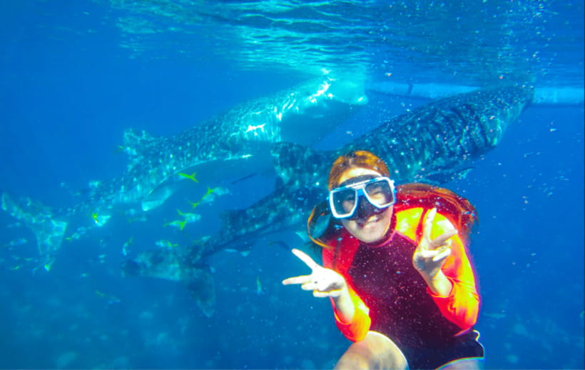 Cebu: Oslob Whale Shark Swimming and Tumalog Falls Tour - Price and value: what you are paying for at $79 per person