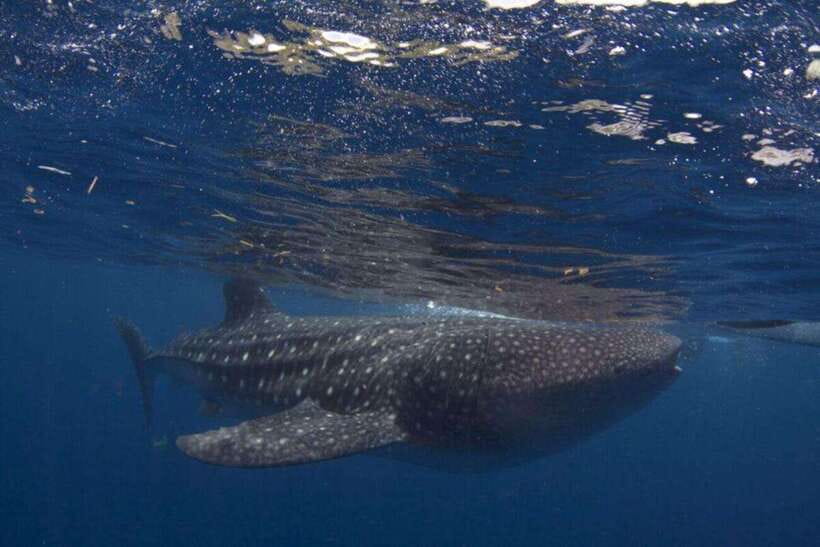 Cebu: Oslob Whale Shark Swimming and Tumalog Falls Tour - Pickup at 2:00am to 3:00am, then the long road south