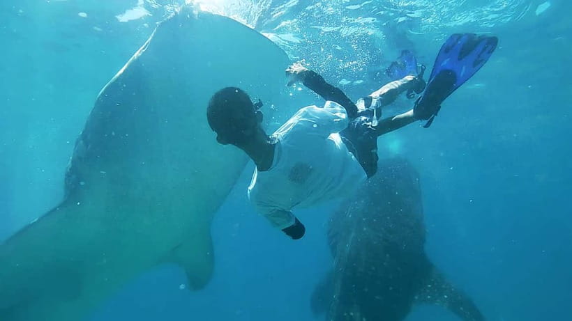 Cebu Oslob Whale Shark Swimming & Kawasan Falls Canyoneering - Why this combo tour works in Cebu