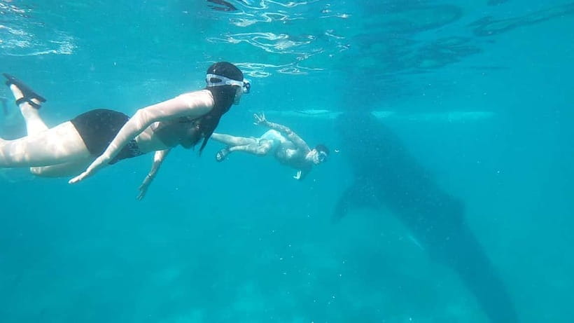 Cebu Oslob Whale Shark Swimming & Kawasan Falls Canyoneering - Itinerary reality: time, pacing, and where you might feel it