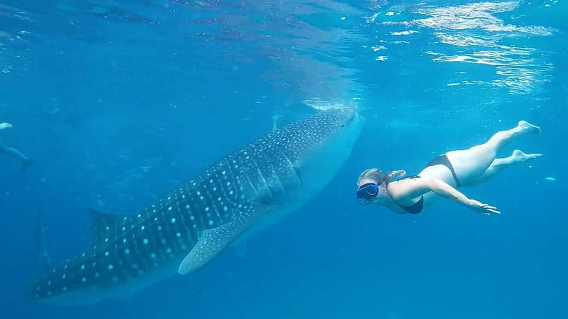 Cebu Oslob Whale Shark Swimming & Kawasan Falls Canyoneering - Price and value: is $115 fair for this much?
