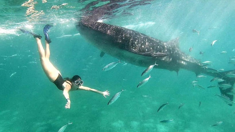 Cebu Oslob Whale Shark Swimming & Kawasan Falls Canyoneering - Oslob whale sharks: what the day feels like