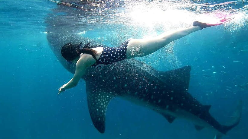 Cebu Oslob: Whale Shark Watching Experience - Key things to know before you go
