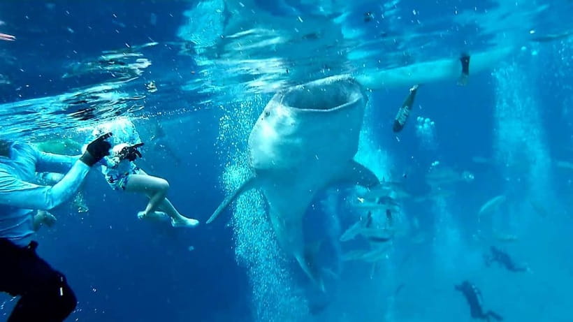Cebu Oslob: Whale Shark Watching Experience - Why Oslob whale sharks are a real morning mission