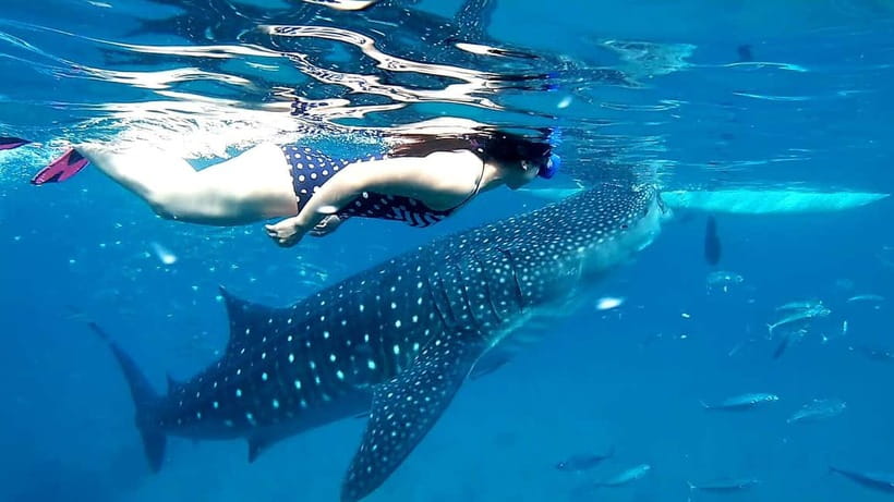 Cebu Oslob: Whale Shark Watching Experience - The safety briefing that actually matters in the water