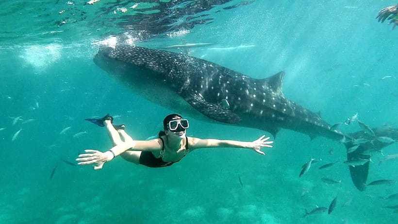 Cebu Oslob: Whale Shark Watching Experience - The break afterward, meals on your schedule, and optional add-ons