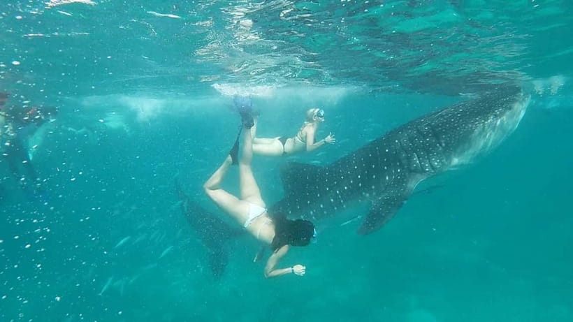 Cebu Oslob: Whale Shark Watching Experience - Price and value: what $86 really covers