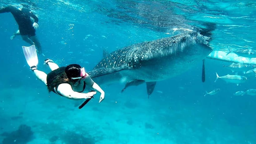 Cebu Oslob: Whale Shark Watching Experience - Who this tour fits best, and who should reconsider
