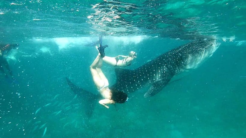 Cebu Oslob: Whale Shark Watching Experience - Should you book the Oslob whale shark swim?