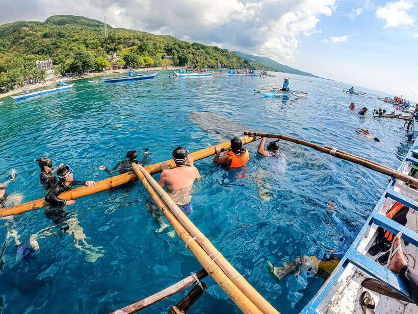 Cebu: Oslob Whale Sharks, Moalboal Sardine Run & Turtles - Oslob plus Moalboal in one day: the best Cebu snorkeling combo