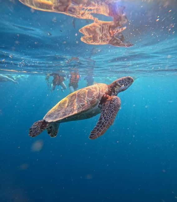 Cebu: Oslob Whale Sharks, Moalboal Sardine Run & Turtles - Oslob whale shark snorkeling: what you will actually do