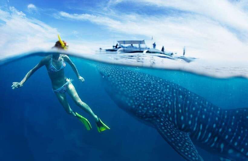 Cebu: Oslob Whale Sharks, Tumalog Falls & Sardine Snorkeling - Quick takeaways