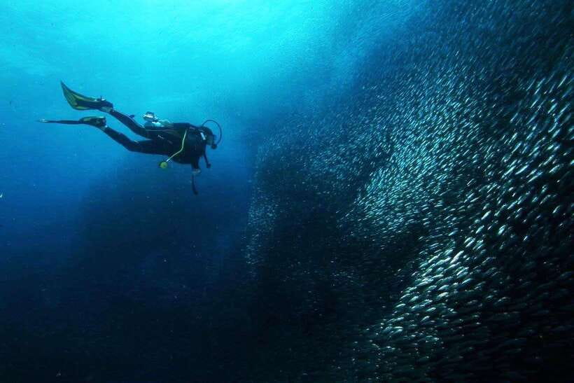Cebu: Oslob Whale Sharks, Tumalog Falls & Sardine Snorkeling - The realistic drawbacks, and how to plan around them