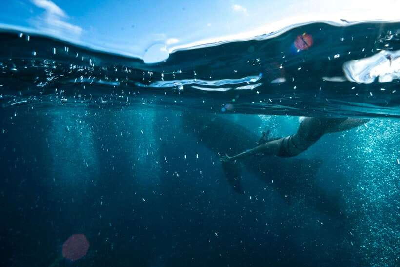 Cebu: Oslob Whale Sharks, Tumalog Falls & Sardine Snorkeling - In the water with whale sharks: what you should expect