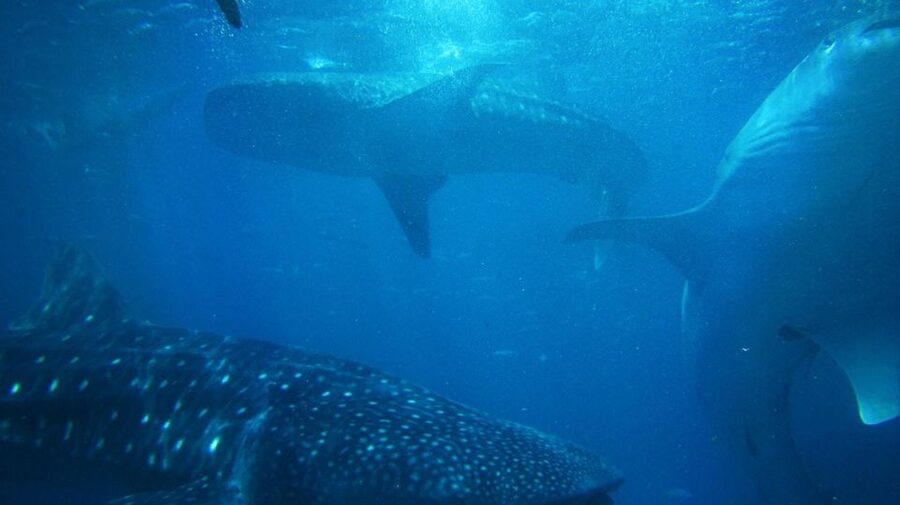 Cebu: Oslob Whale Sharks, Tumalog Falls & Sardine Snorkeling - Moalboal sardine run and sea turtles: the “living cloud” swim