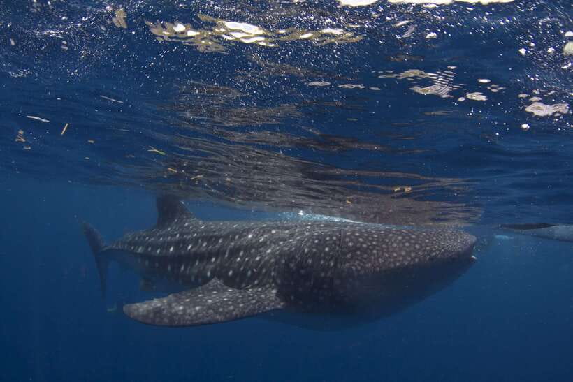 Cebu: Oslob Whale Sharks, Tumalog Falls & Sardine Snorkeling - Guides and drivers: why the human factor changes the day