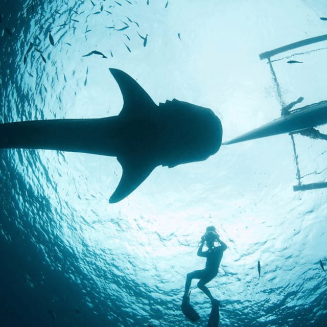 Cebu: Oslob Whaleshark Experience Shared Tour - Key Things That Make This Oslob Tour Worth Your Time