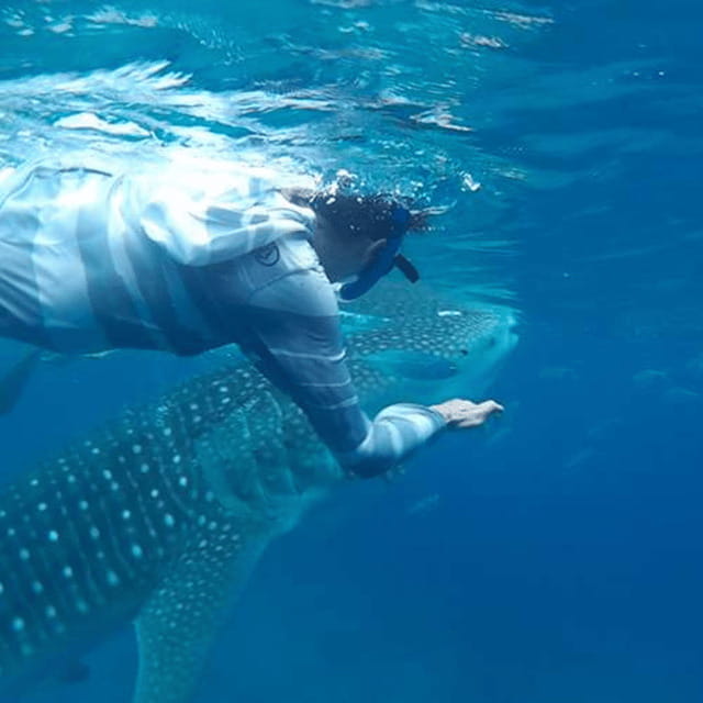 Cebu: Oslob Whaleshark Experience Shared Tour - Why the Oslob Whale Shark Swim Feels So Special