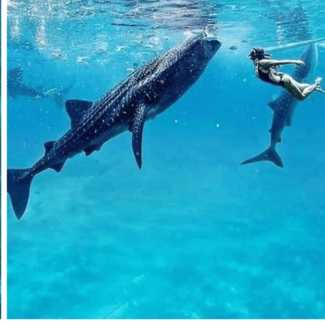 Cebu: Oslob Whaleshark Experience Shared Tour - Getting to Oslob the Easy Way from Cebu City