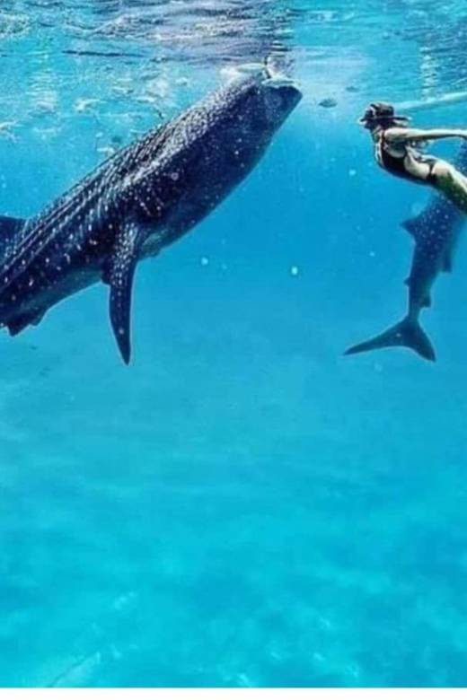 Cebu: Oslob Whaleshark Experience Shared Tour - Oslob Whale Shark Ethics: The Feeding Controversy and Your Role