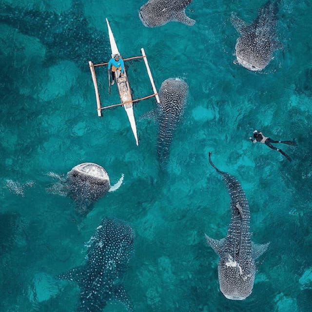 Cebu: Oslob Whaleshark Experience Shared Tour - Price and Value: What the $76 Covers (and Why That Matters)