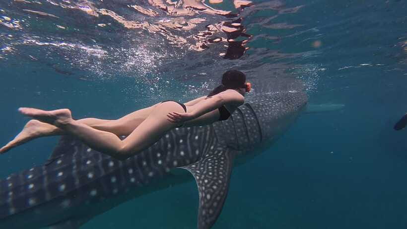 Cebu Oslob Whaleshark, Moalboal Sardines Run&Inambakan Falls - Quick highlights