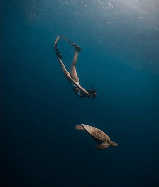 Cebu Oslob Whaleshark, Moalboal Sardines Run&Inambakan Falls - Van time, pickup points, and why door-to-door service matters