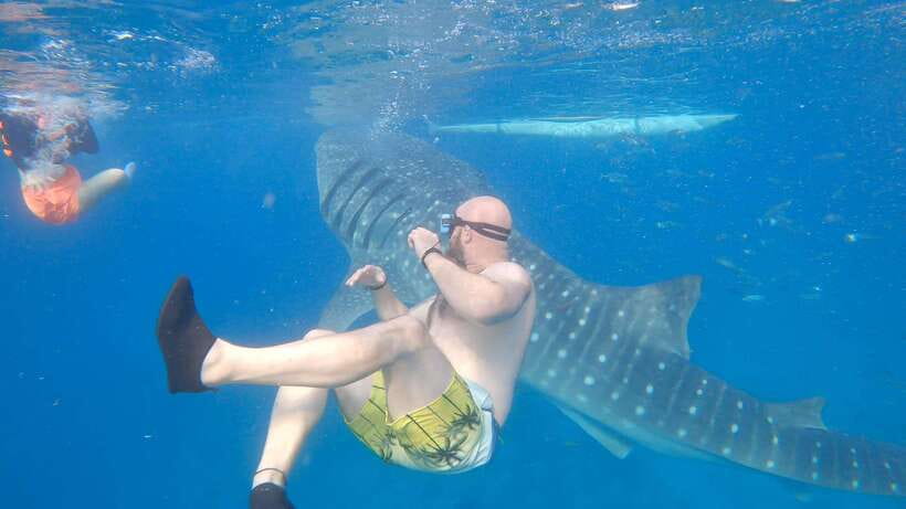 Cebu: Oslob Whaleshark & Sardines Run Snorkeling Day Tour - Key Points You Should Know Before You Go