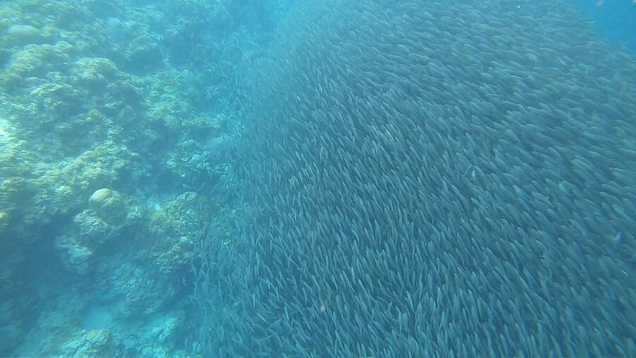 Cebu: Oslob Whaleshark & Sardines Run Snorkeling Day Tour - Should You Book This Cebu Whale Shark and Sardines Run Day Tour?