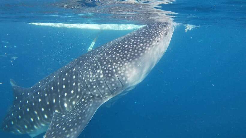 Cebu: Oslob Whaleshark & Sardines Run Snorkeling Day Tour - Why Oslob and Moalboal Fit Together in One 8-Hour Day