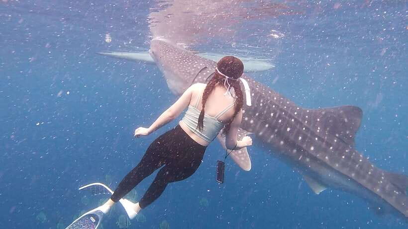 Cebu: Oslob Whaleshark & Sardines Run Snorkeling Day Tour - Moalboal Sardines Run Snorkeling: Watching a Reef Move