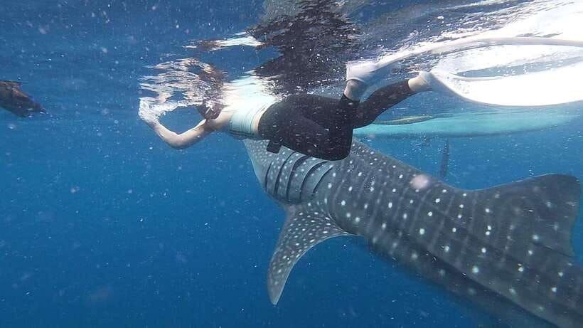 Cebu: Oslob Whaleshark & Sardines Run Snorkeling Day Tour - Turtle Snorkeling in Moalboal: Green and Hawksbill Sightings
