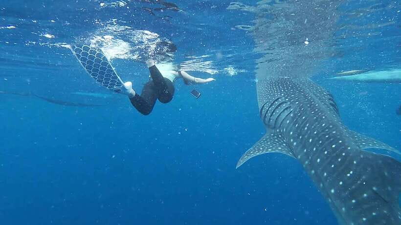 Cebu: Oslob Whaleshark & Sardines Run Snorkeling Day Tour - Photography, GoPros, and the Snorkeling Gear That Actually Matters