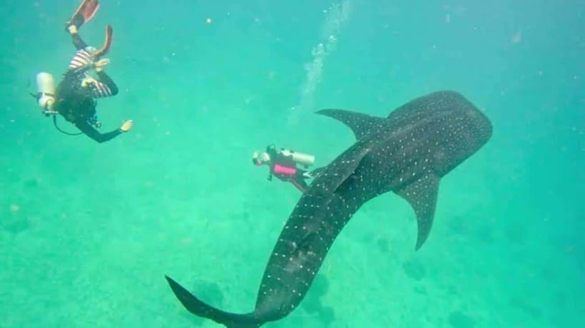 Cebu: Oslob Whaleshark Scuba Diving & Sumilon Sanctuary - Key points to know before you go