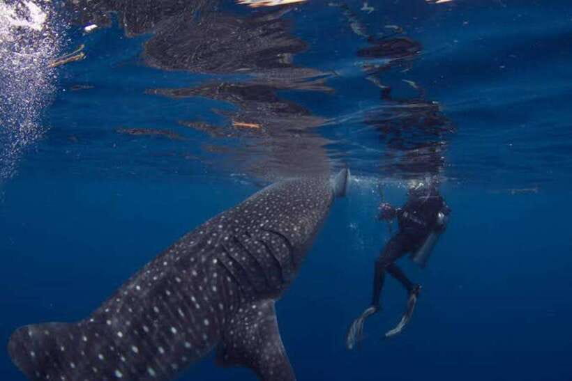 Cebu: Oslob Whaleshark Scuba Diving & Sumilon Sanctuary - Should you book the Cebu Oslob whale shark and Sumilon Sanctuary combo?