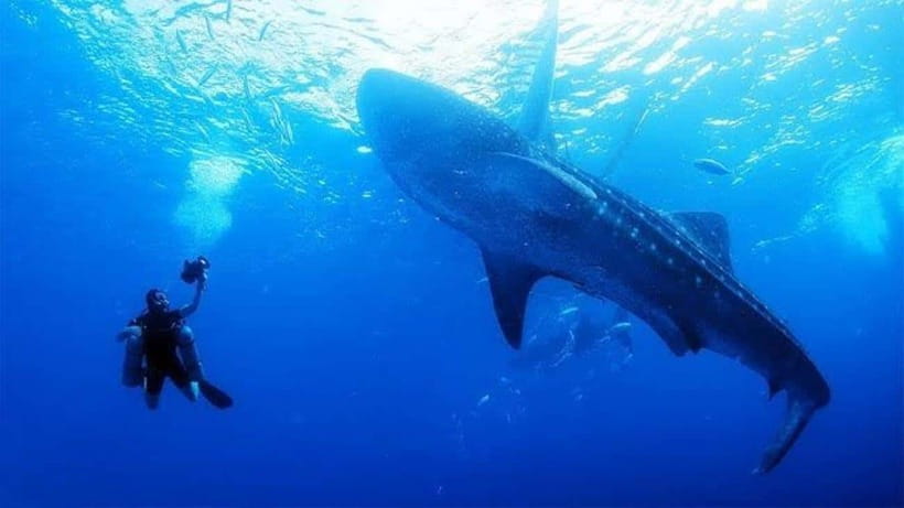 Cebu: Oslob Whaleshark Scuba Diving & Sumilon Sanctuary - Why Oslob whale sharks work better with scuba than from the shore